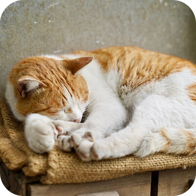 丸くなって寝ている猫