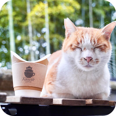 こちらを向いて横たわってている猫