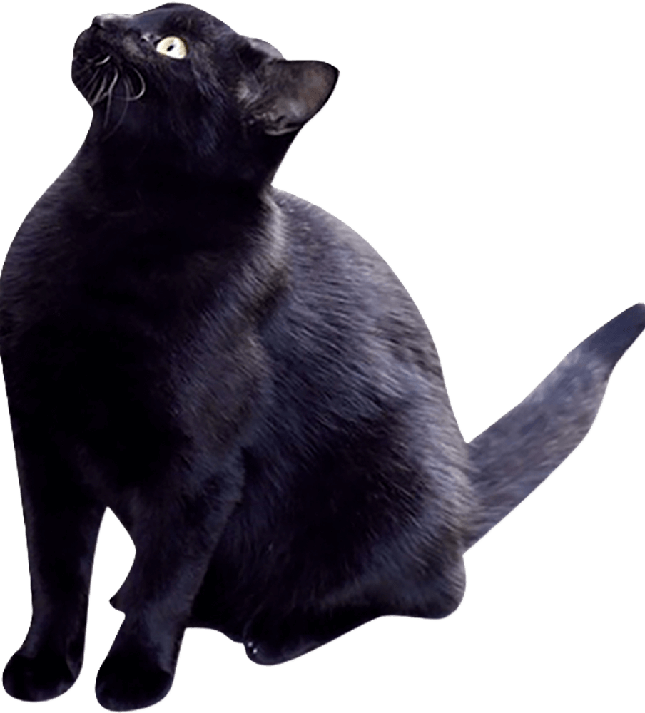 座って上を見ている黒猫