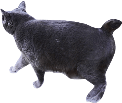 白猫と向かい合う黒猫